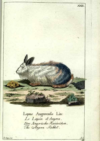 Reproducción/Reproduction 7999620283: Gemeinnüzzige Naturgeschichte des Thierreichs :. Berlin ;bei Gottlieb August Lange,1780-1789.