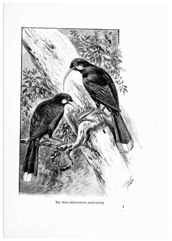Reproducción/Reproduction 7995793158: Wonders of the bird world,. New York,Frederick A. Stokes company,[1921]