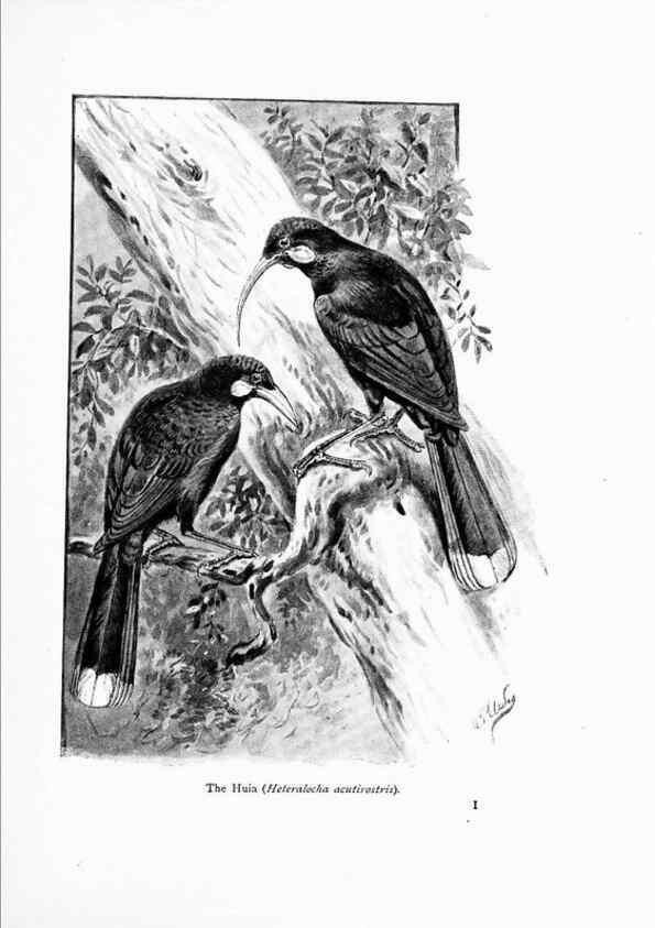 Reproducción/Reproduction 7995793158: Wonders of the bird world,. New York,Frederick A. Stokes company,[1921]