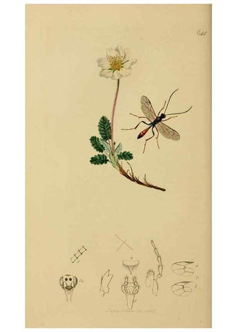 Reproducción/Reproduction 8044240171: British entomology;. London,Printed for the author,1823-40.