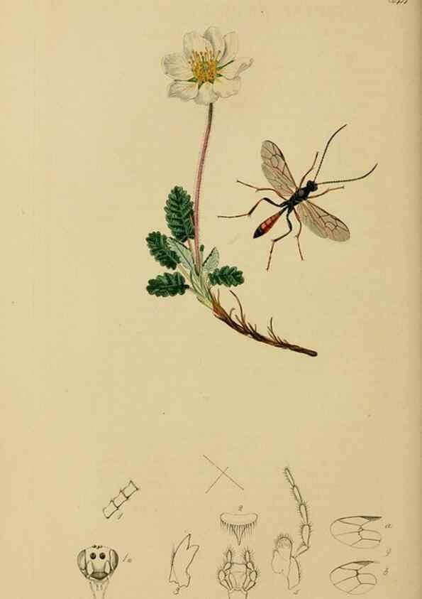 Reproducción/Reproduction 8044240171: British entomology;. London,Printed for the author,1823-40.
