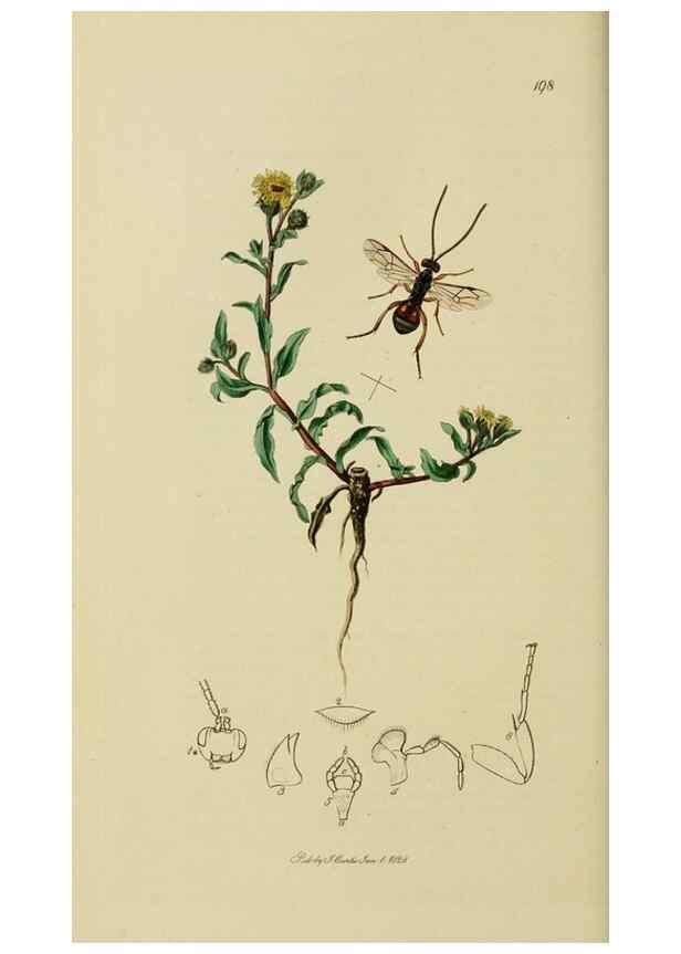 Reproducción/Reproduction 8044252136: British entomology;. London,Printed for the author,1823-40.