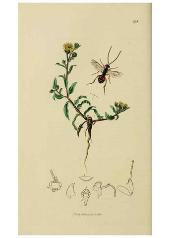 Reproducción/Reproduction 8044252136: British entomology;. London,Printed for the author,1823-40.