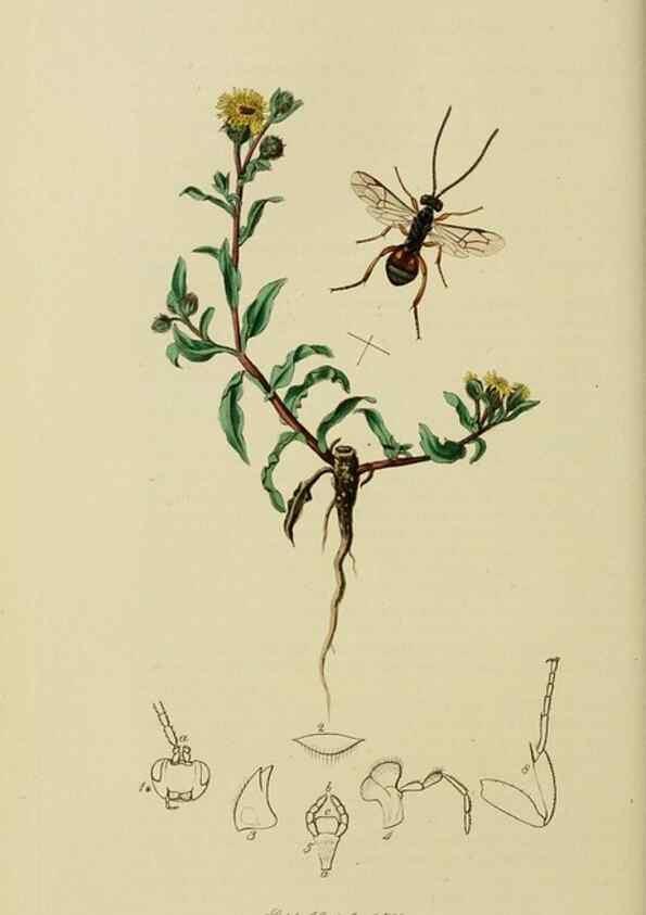Reproducción/Reproduction 8044252136: British entomology;. London,Printed for the author,1823-40.