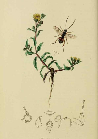 Reproducción/Reproduction 8044252136: British entomology;. London,Printed for the author,1823-40.