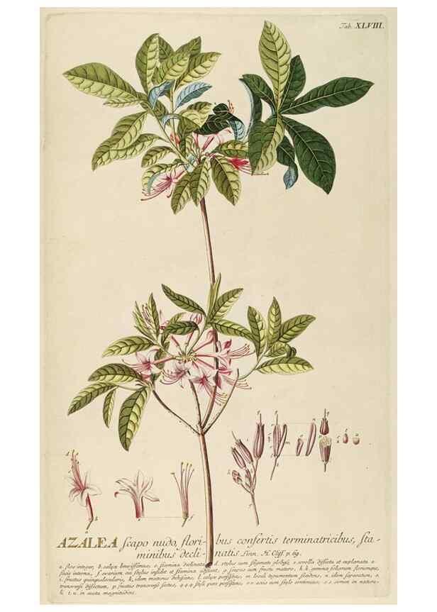 Reproducción/Reproduction 8050618273: Plantae selectae quarum imagines ad exemplaria naturalia Londini, in hortis curiosorum nutrita. [S.l. :s.n.],1750-1773.