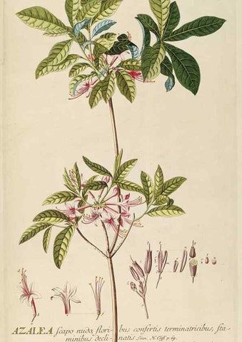 Reproducción/Reproduction 8050618273: Plantae selectae quarum imagines ad exemplaria naturalia Londini, in hortis curiosorum nutrita. [S.l. :s.n.],1750-1773.
