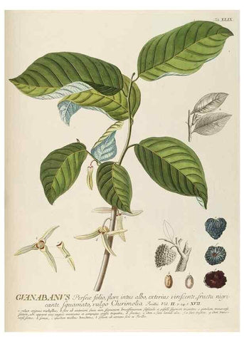 Reproducción/Reproduction 8050619073: Plantae selectae quarum imagines ad exemplaria naturalia Londini, in hortis curiosorum nutrita. [S.l. :s.n.],1750-1773.