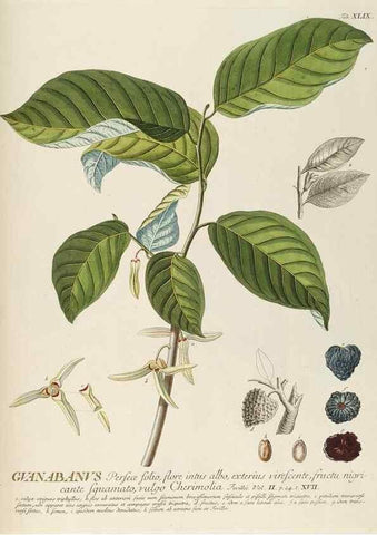 Reproducción/Reproduction 8050619073: Plantae selectae quarum imagines ad exemplaria naturalia Londini, in hortis curiosorum nutrita. [S.l. :s.n.],1750-1773.