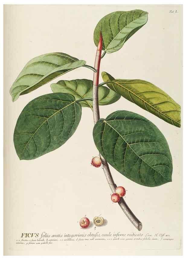 Reproducción/Reproduction 8050625072: Plantae selectae quarum imagines ad exemplaria naturalia Londini, in hortis curiosorum nutrita. [S.l. :s.n.],1750-1773.