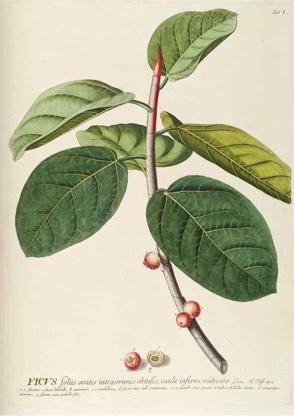 Reproducción/Reproduction 8050625072: Plantae selectae quarum imagines ad exemplaria naturalia Londini, in hortis curiosorum nutrita. [S.l. :s.n.],1750-1773.