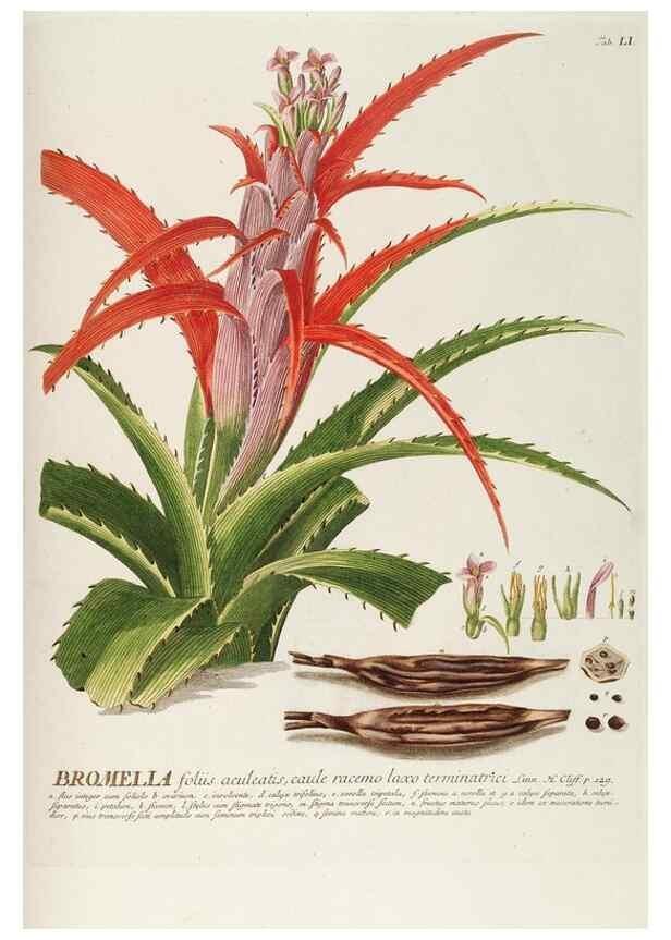 Reproducción/Reproduction 8050625586: Plantae selectae quarum imagines ad exemplaria naturalia Londini, in hortis curiosorum nutrita. [S.l. :s.n.],1750-1773.