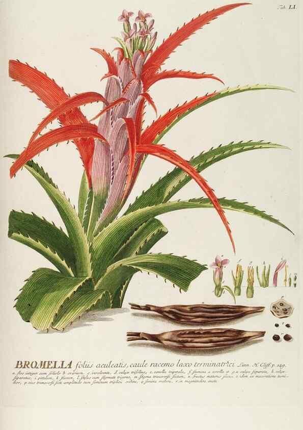 Reproducción/Reproduction 8050625586: Plantae selectae quarum imagines ad exemplaria naturalia Londini, in hortis curiosorum nutrita. [S.l. :s.n.],1750-1773.