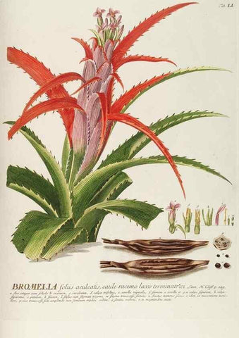 Reproducción/Reproduction 8050625586: Plantae selectae quarum imagines ad exemplaria naturalia Londini, in hortis curiosorum nutrita. [S.l. :s.n.],1750-1773.