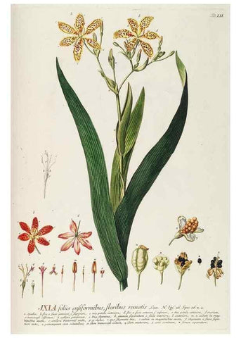 Reproducción/Reproduction 8050626050: Plantae selectae quarum imagines ad exemplaria naturalia Londini, in hortis curiosorum nutrita. [S.l. :s.n.],1750-1773.
