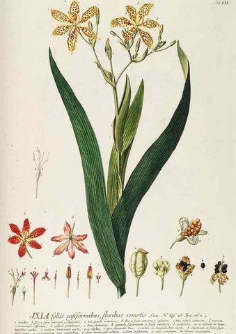 Reproducción/Reproduction 8050626050: Plantae selectae quarum imagines ad exemplaria naturalia Londini, in hortis curiosorum nutrita. [S.l. :s.n.],1750-1773.
