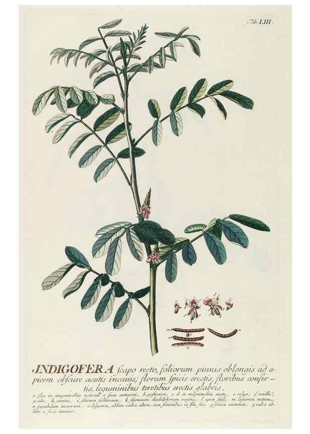 Reproducción/Reproduction 8050621515: Plantae selectae quarum imagines ad exemplaria naturalia Londini, in hortis curiosorum nutrita. [S.l. :s.n.],1750-1773.
