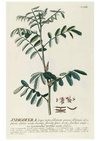 Reproducción/Reproduction 8050621515: Plantae selectae quarum imagines ad exemplaria naturalia Londini, in hortis curiosorum nutrita. [S.l. :s.n.],1750-1773.