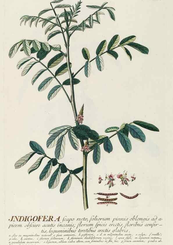 Reproducción/Reproduction 8050621515: Plantae selectae quarum imagines ad exemplaria naturalia Londini, in hortis curiosorum nutrita. [S.l. :s.n.],1750-1773.
