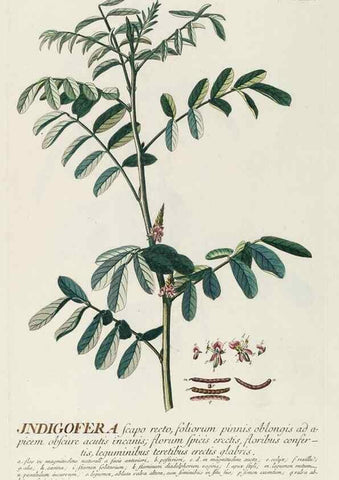 Reproducción/Reproduction 8050621515: Plantae selectae quarum imagines ad exemplaria naturalia Londini, in hortis curiosorum nutrita. [S.l. :s.n.],1750-1773.