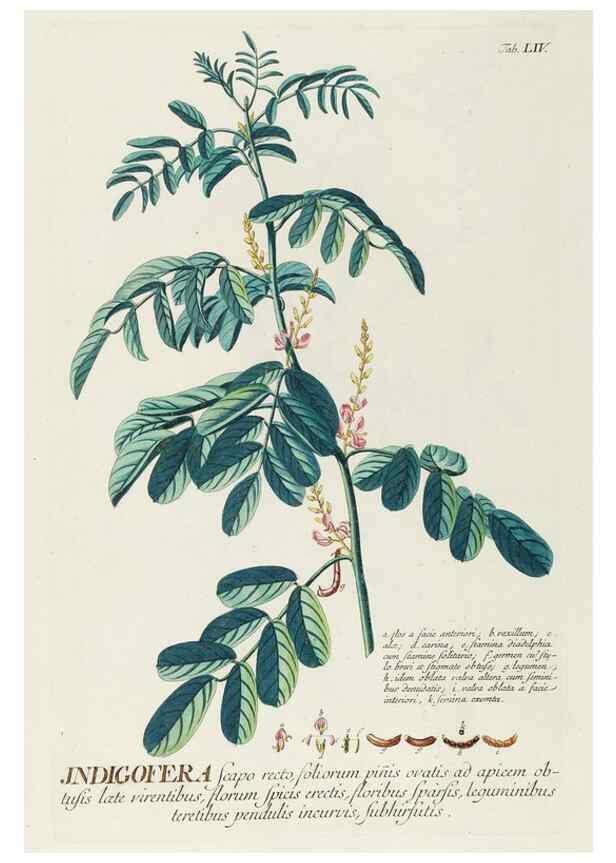 Reproducción/Reproduction 8050627560: Plantae selectae quarum imagines ad exemplaria naturalia Londini, in hortis curiosorum nutrita. [S.l. :s.n.],1750-1773.