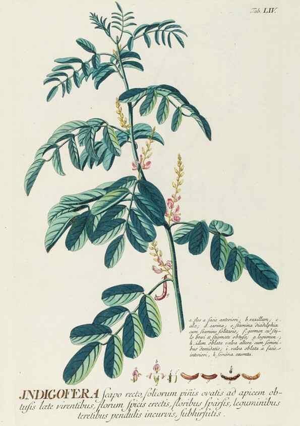 Reproducción/Reproduction 8050627560: Plantae selectae quarum imagines ad exemplaria naturalia Londini, in hortis curiosorum nutrita. [S.l. :s.n.],1750-1773.