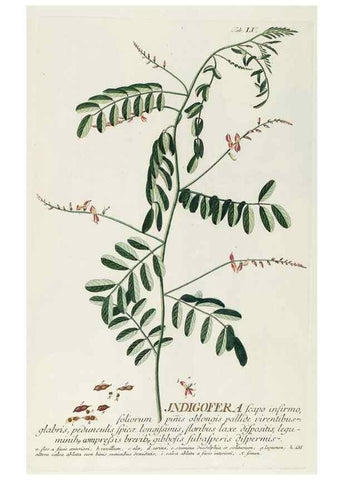 Reproducción/Reproduction 8050623503: Plantae selectae quarum imagines ad exemplaria naturalia Londini, in hortis curiosorum nutrita. [S.l. :s.n.],1750-1773.