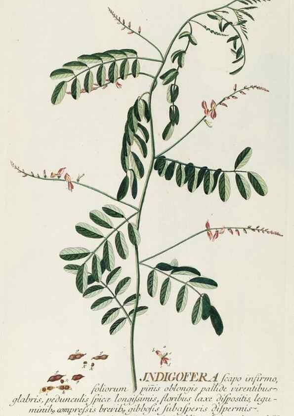 Reproducción/Reproduction 8050623503: Plantae selectae quarum imagines ad exemplaria naturalia Londini, in hortis curiosorum nutrita. [S.l. :s.n.],1750-1773.