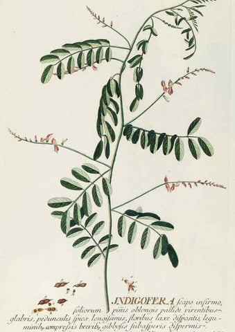 Reproducción/Reproduction 8050623503: Plantae selectae quarum imagines ad exemplaria naturalia Londini, in hortis curiosorum nutrita. [S.l. :s.n.],1750-1773.