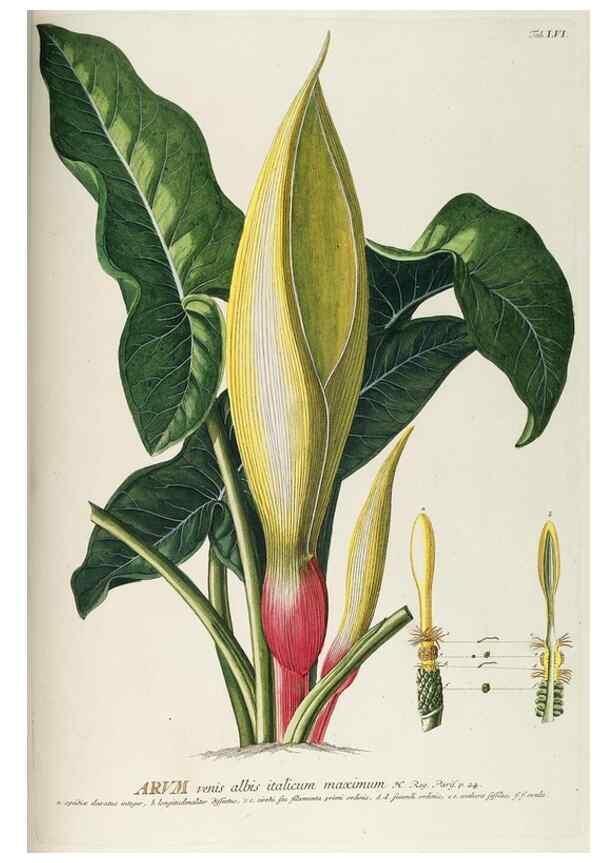 Reproducción/Reproduction 8050624083: Plantae selectae quarum imagines ad exemplaria naturalia Londini, in hortis curiosorum nutrita. [S.l. :s.n.],1750-1773.