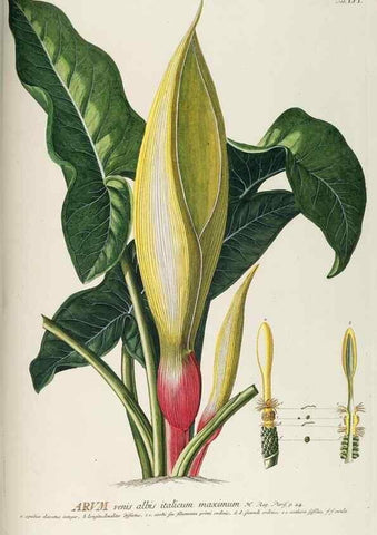 Reproducción/Reproduction 8050624083: Plantae selectae quarum imagines ad exemplaria naturalia Londini, in hortis curiosorum nutrita. [S.l. :s.n.],1750-1773.