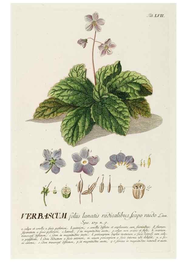 Reproducción/Reproduction 8050629900: Plantae selectae quarum imagines ad exemplaria naturalia Londini, in hortis curiosorum nutrita. [S.l. :s.n.],1750-1773.