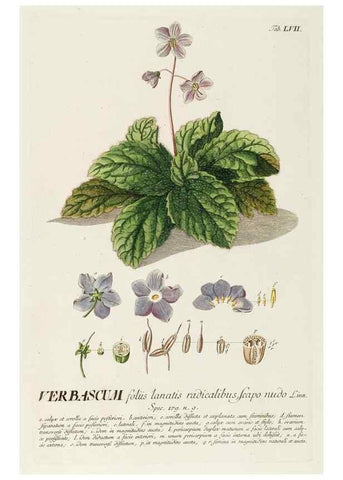 Reproducción/Reproduction 8050629900: Plantae selectae quarum imagines ad exemplaria naturalia Londini, in hortis curiosorum nutrita. [S.l. :s.n.],1750-1773.