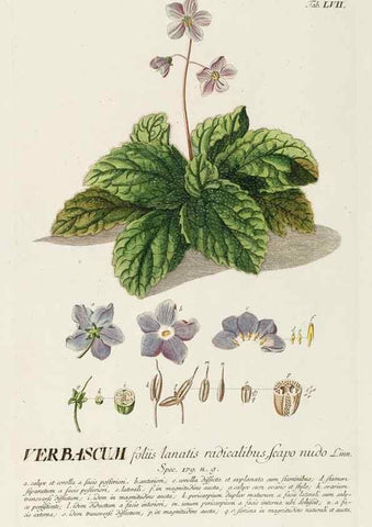 Reproducción/Reproduction 8050629900: Plantae selectae quarum imagines ad exemplaria naturalia Londini, in hortis curiosorum nutrita. [S.l. :s.n.],1750-1773.