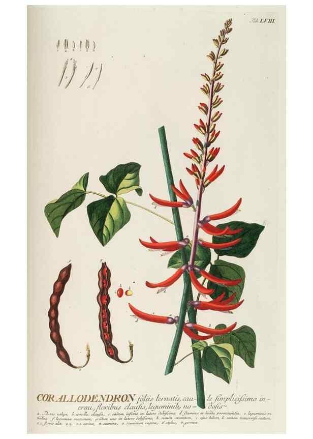 Reproducción/Reproduction 8050630610: Plantae selectae quarum imagines ad exemplaria naturalia Londini, in hortis curiosorum nutrita. [S.l. :s.n.],1750-1773.
