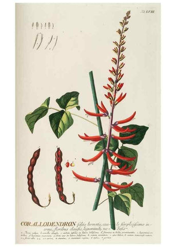 Reproducción/Reproduction 8050630610: Plantae selectae quarum imagines ad exemplaria naturalia Londini, in hortis curiosorum nutrita. [S.l. :s.n.],1750-1773.