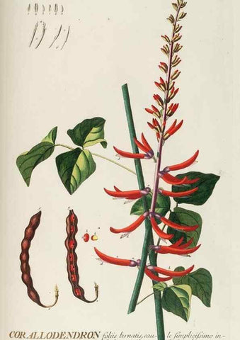 Reproducción/Reproduction 8050630610: Plantae selectae quarum imagines ad exemplaria naturalia Londini, in hortis curiosorum nutrita. [S.l. :s.n.],1750-1773.