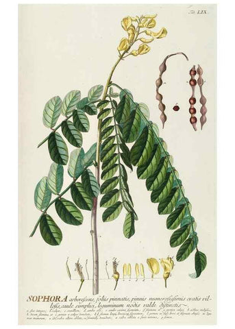 Reproducción/Reproduction 8050626449: Plantae selectae quarum imagines ad exemplaria naturalia Londini, in hortis curiosorum nutrita. [S.l. :s.n.],1750-1773.