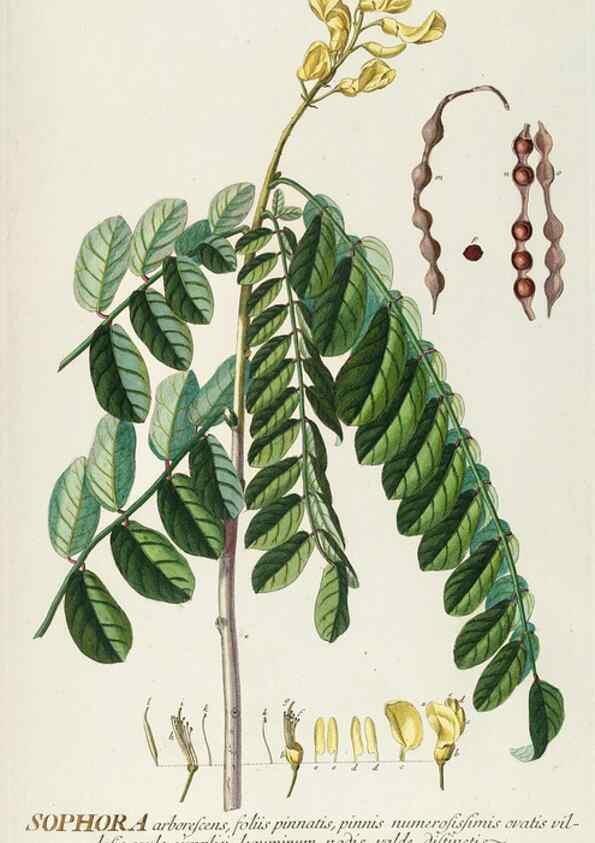 Reproducción/Reproduction 8050626449: Plantae selectae quarum imagines ad exemplaria naturalia Londini, in hortis curiosorum nutrita. [S.l. :s.n.],1750-1773.