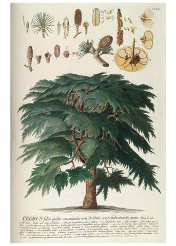 Reproducción/Reproduction 8050632136: Plantae selectae quarum imagines ad exemplaria naturalia Londini, in hortis curiosorum nutrita. [S.l. :s.n.],1750-1773.