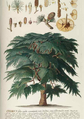 Reproducción/Reproduction 8050632136: Plantae selectae quarum imagines ad exemplaria naturalia Londini, in hortis curiosorum nutrita. [S.l. :s.n.],1750-1773.