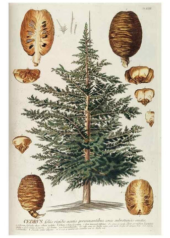 Reproducción/Reproduction 8050627713: Plantae selectae quarum imagines ad exemplaria naturalia Londini, in hortis curiosorum nutrita. [S.l. :s.n.],1750-1773.