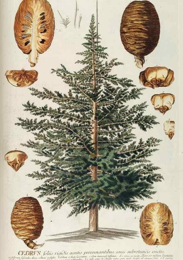 Reproducción/Reproduction 8050627713: Plantae selectae quarum imagines ad exemplaria naturalia Londini, in hortis curiosorum nutrita. [S.l. :s.n.],1750-1773.