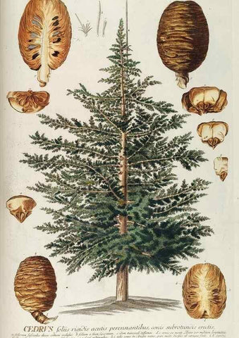 Reproducción/Reproduction 8050627713: Plantae selectae quarum imagines ad exemplaria naturalia Londini, in hortis curiosorum nutrita. [S.l. :s.n.],1750-1773.