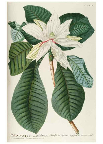 Reproducción/Reproduction 8050633460: Plantae selectae quarum imagines ad exemplaria naturalia Londini, in hortis curiosorum nutrita. [S.l. :s.n.],1750-1773.