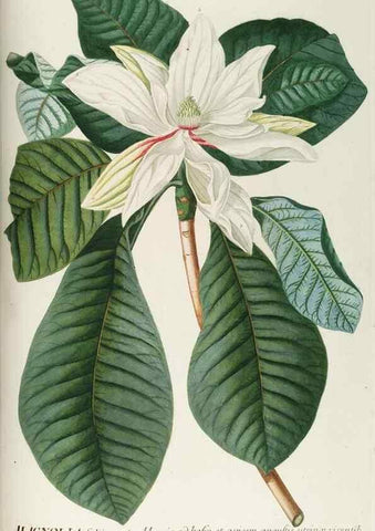 Reproducción/Reproduction 8050633460: Plantae selectae quarum imagines ad exemplaria naturalia Londini, in hortis curiosorum nutrita. [S.l. :s.n.],1750-1773.