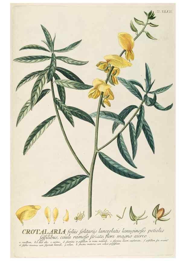 Reproducción/Reproduction 8050622564: Plantae selectae quarum imagines ad exemplaria naturalia Londini, in hortis curiosorum nutrita. [S.l. :s.n.],1750-1773.