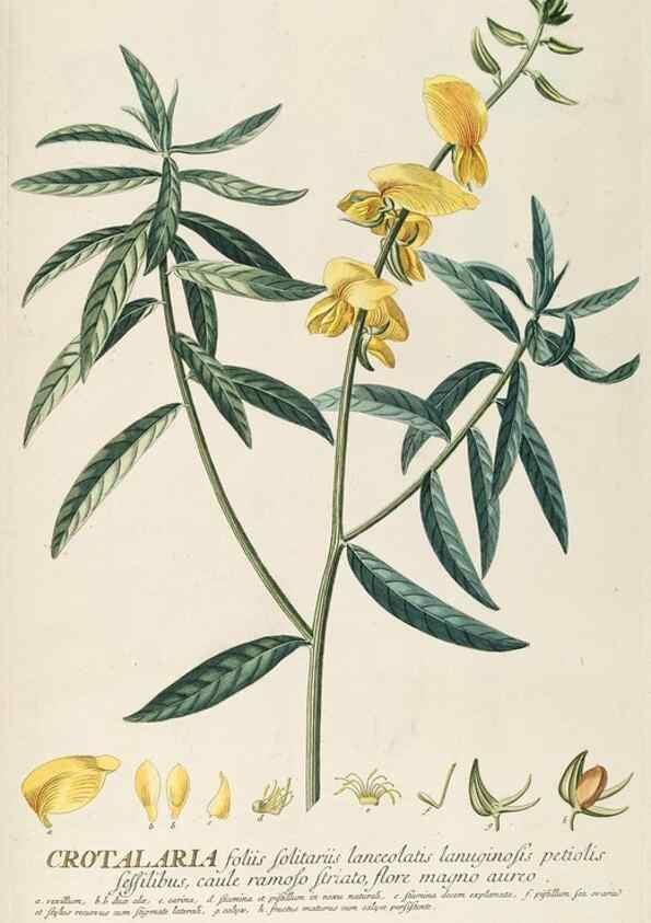 Reproducción/Reproduction 8050622564: Plantae selectae quarum imagines ad exemplaria naturalia Londini, in hortis curiosorum nutrita. [S.l. :s.n.],1750-1773.