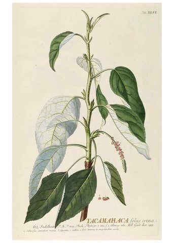 Reproducción/Reproduction 8050621792: Plantae selectae quarum imagines ad exemplaria naturalia Londini, in hortis curiosorum nutrita. [S.l. :s.n.],1750-1773.