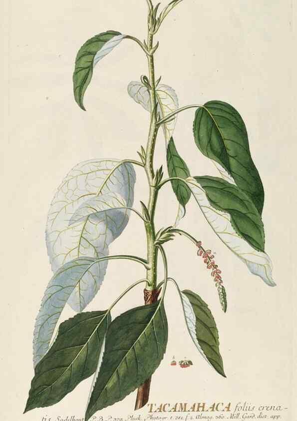 Reproducción/Reproduction 8050621792: Plantae selectae quarum imagines ad exemplaria naturalia Londini, in hortis curiosorum nutrita. [S.l. :s.n.],1750-1773.